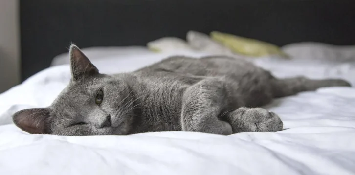 Adottare un gatto adulto